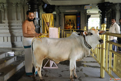 Why is the cow worshiped in India