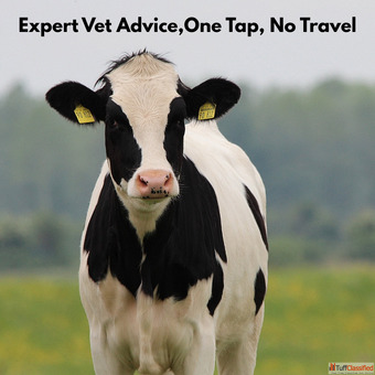 Cattle vet consultation India