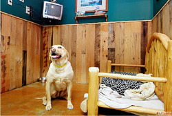Premium Pet Boarding Services Available in Goa