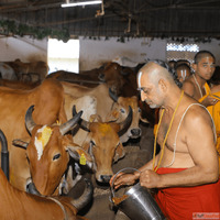 Top Indian Cow Breeds in Hyderabad