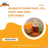 Seabuckthorn Pulp Oil Juice and Uses Explained