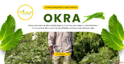 Unlocking the Potential of Bhindi Okra Cultivation