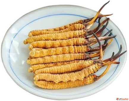 Yarsagumba Cordyceps Sinensis