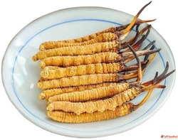 Yarsagumba Cordyceps Sinensis