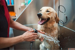 Full-Service Grooming Now Available Across Goa at GlamPetz