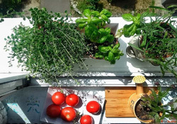 Fresh Healthy Vegetable Garden Plants for Sale - Grow Your O...