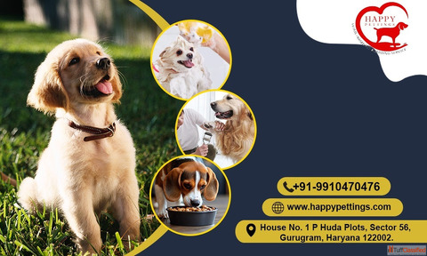 Happy Pettings Premium Pet Boarding Gurugram