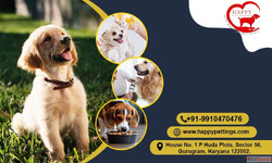 Happy Pettings Premium Pet Boarding Gurugram