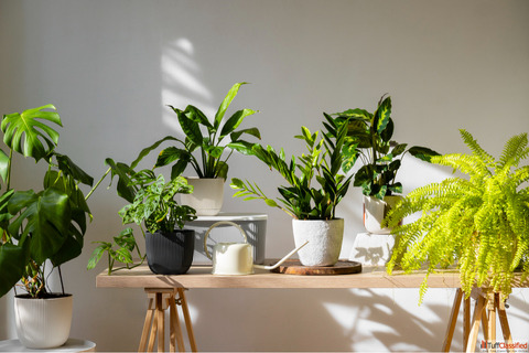 Transform Spaces with Plants on Rent in Gurgaon - Garden On Hire