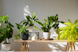 Transform Spaces with Plants on Rent in Gurgaon - Garden On ...