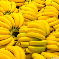Fresh Yellow Banana Suppliers in Gujarat