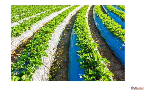 High-Quality Mulch Films in Indore for Every Crop Type