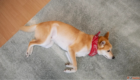Best Pet Flooring Company in Mumbai - MK Flooring