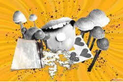 Buy Blue Meanie Mushroom in Australia