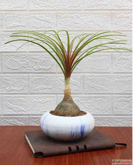 Corporate Gifting Plants to Promote a Green Work Culture