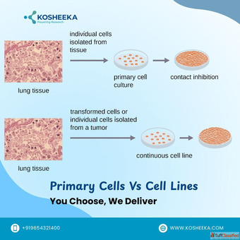Primary Cells Vs Cell Lines You Choose We Deliver