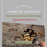 Best Anti Termite Treatment Provider in Uttam Nagar
