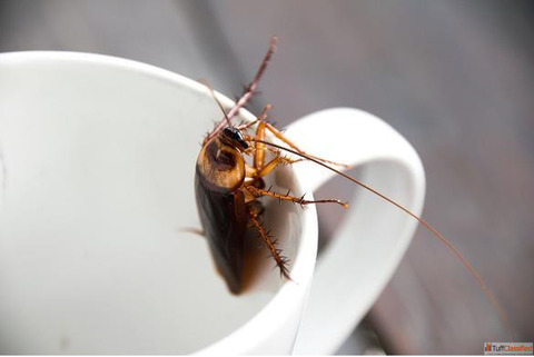 Mumbai Cockroach Pest Control Near Me VSG Pest Control Experts