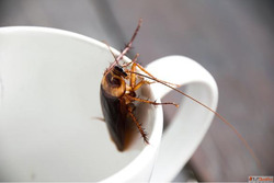 Mumbai Cockroach Pest Control Near Me VSG Pest Control Exper...