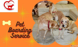 Premium Dog Boarding in Gurgaon - Happy Pettings