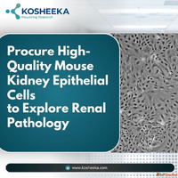 Procure High-Quality Mouse Kidney Epithelial Cells to Explor...