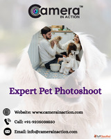 Want a Memorable Pet Photoshoot for Your Furry Friend