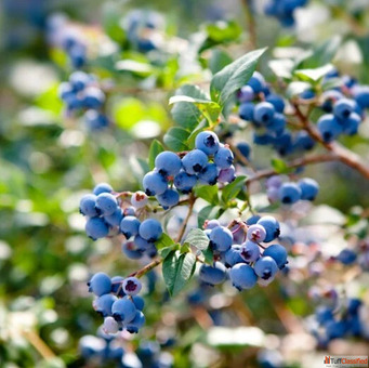 Blueberry Plants for Sale in India - Grow Nature's Superfruit with Sheel Biotech