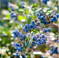 Blueberry Plants for Sale in India - Grow Nature's Supe...