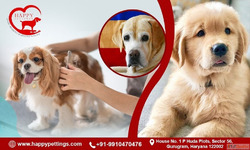 Happy Pettings - Best Dog Boarding Faridabad