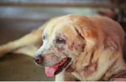 Complete Skin Care Treatments for Pets in Goa
