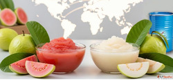 Growing Demand for Pink White Guava PureePulp in Global FB M...