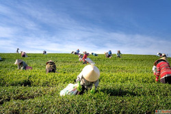 What are Agtech Startups