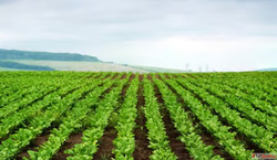 Leak-Free Drip Pipes for All Farm Sizes in Andhra Pradesh