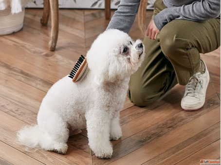 Bring Back the Natural Colour of Your Pet's Coat in Goa