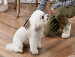 Bring Back the Natural Colour of Your Pet's Coat in Goa