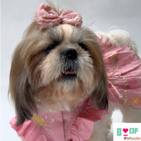 Shop Festive Dog Kurta and Dog Lehenga at Boof by Bella
