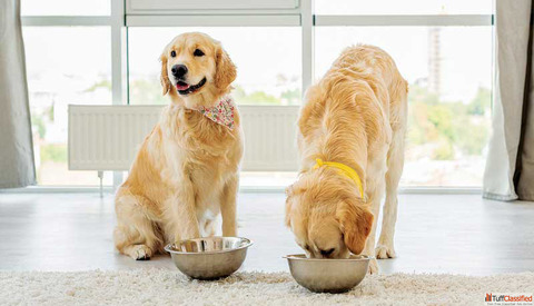 Is Goat Milk an Essential Part of a Dog's Balanced Diet
