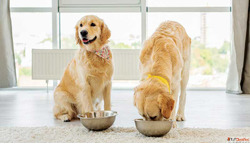 Is Goat Milk an Essential Part of a Dog's Balanced Diet