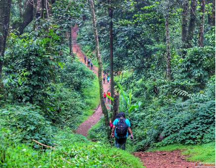 Tavoor Hills Coffee Groves Water Streams Ridge Views