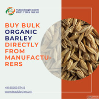 Buy Bulk Organic Barley Directly From Manufacturers