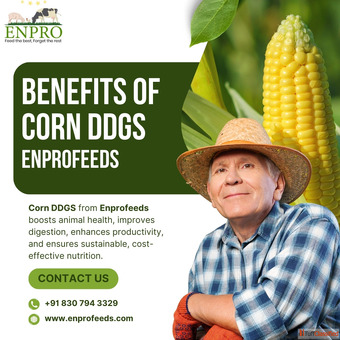 Benefits of corn ddgs