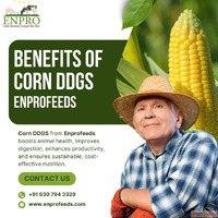 Benefits of corn ddgs