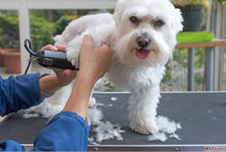 Furminator Treatment for Pets in Goa