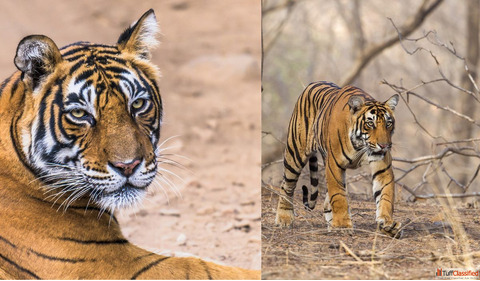Golden triangle tour with ranthambore tiger safari