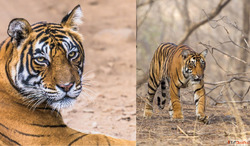 Golden triangle tour with ranthambore tiger safari