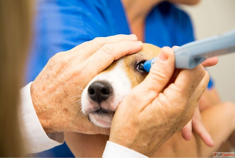 Trusted Eye and Ear Care Services in Goa