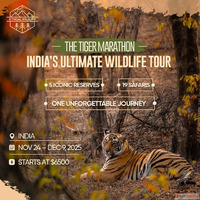 Tiger Safari Tour In india