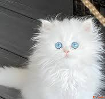 Best Ragdoll Cat Price in Delhi NCR