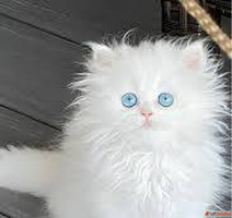 Best Ragdoll Cat Price in Delhi NCR