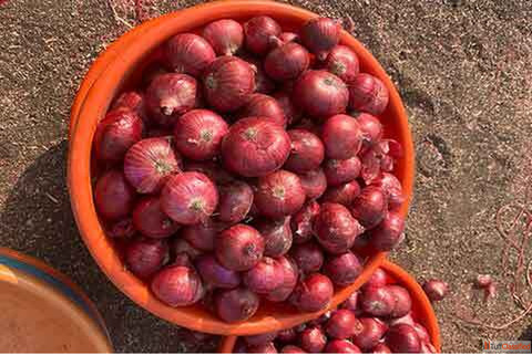 Fresh Red Onion Suppliers in Arunachal Pradesh